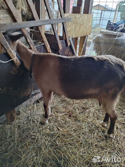 Козы дойные