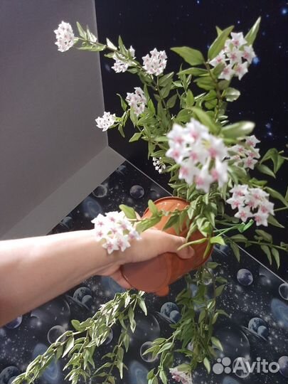 Хойи Белла, Тсанги