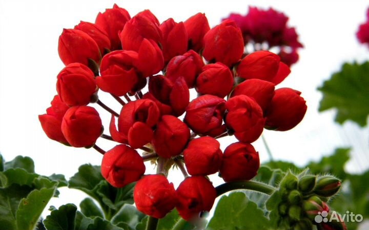 Набор тюльпановидных пеларгоний -бронь