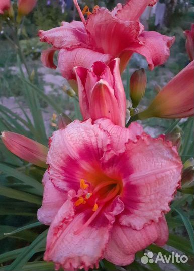 Лилейники сортовые