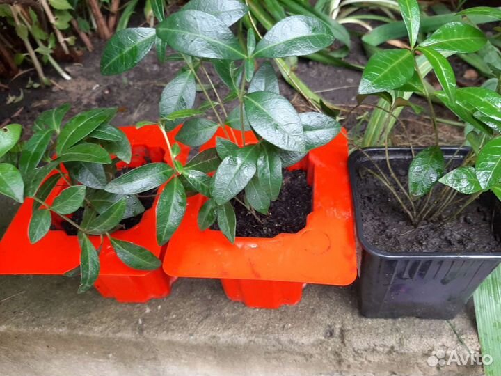 Барвинок малый