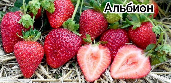 Клубника ремонтантная