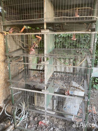 Клетки для перепелов