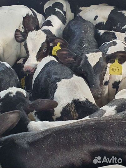 Бычки телята