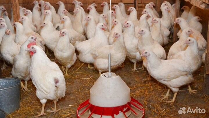 Куры молодки несушки, Яйца на каждый день