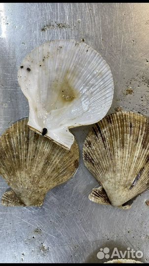 Ракушки морского гребешка много