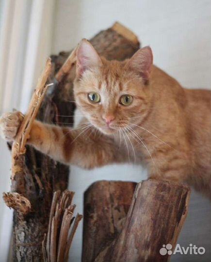 Рыжуля ищет дом