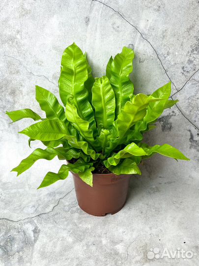 Асплениум диаметр 12 см