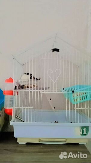 Крыски дамбо