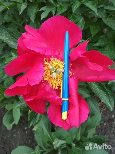 Пионы на осень