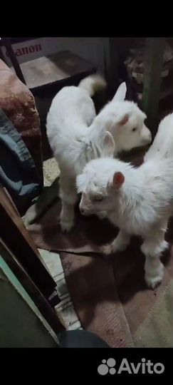 Козлята карликовые помесь