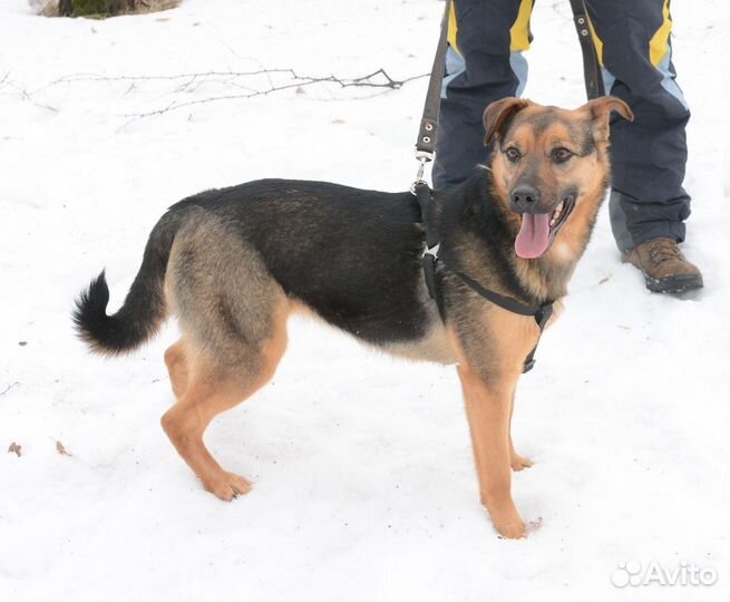 Собака из приюта в добрые руки бесплатно