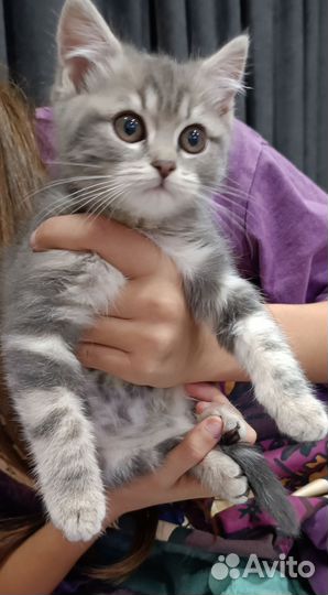 Шотландская