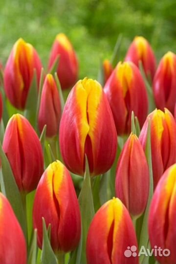 Тюльпаны к 8 марта оптом от производителя