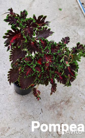 Колеусы садовые