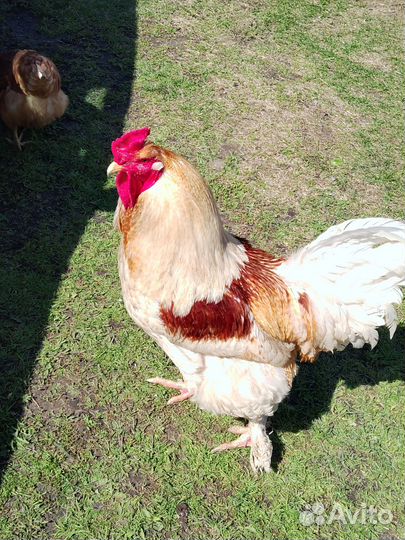 Молодые петухи