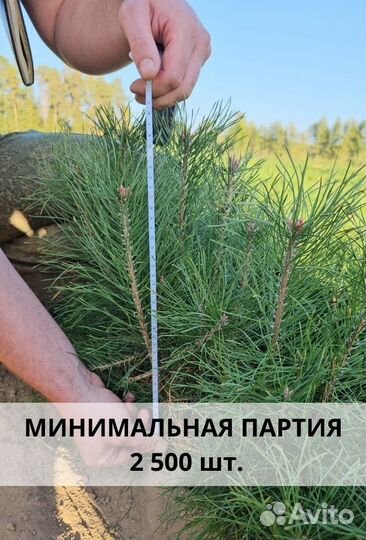 Сеянцы ели европейской окс от производителя