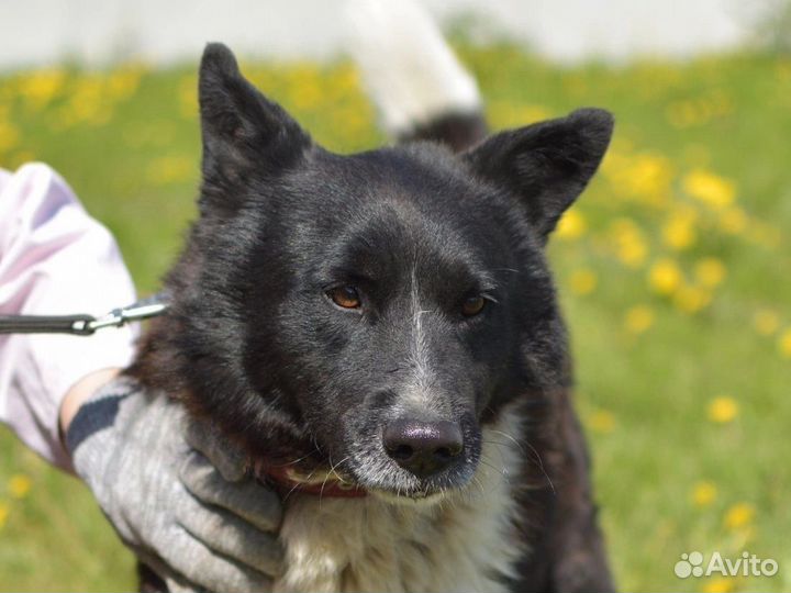 Красавец Джанго