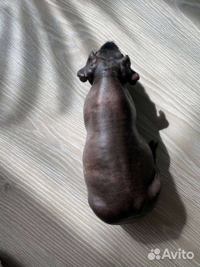 Морская свинка скинни