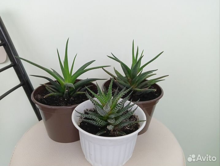 Суккуленты