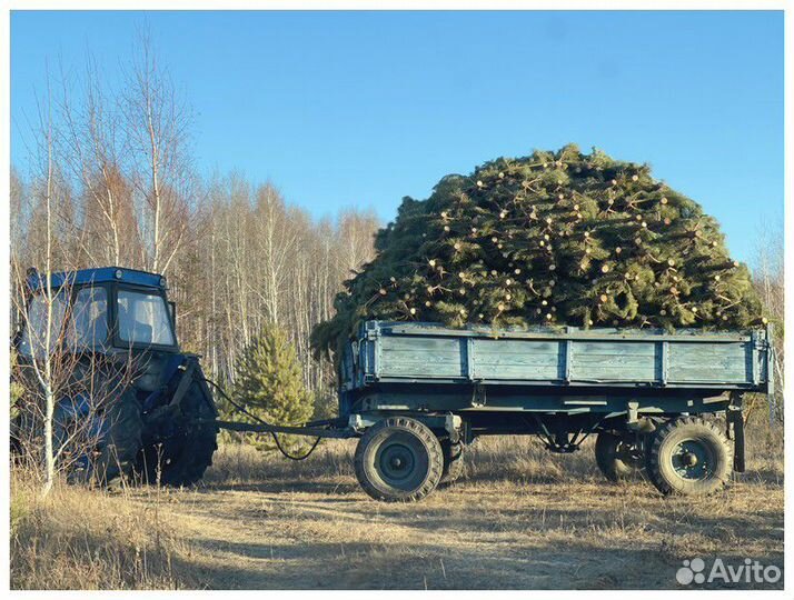 Сосна, ель, пихта, лапник