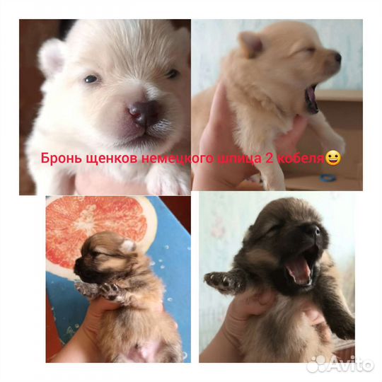 Немецкий шпиц