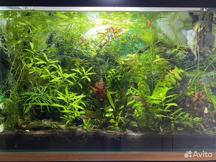 Аквариумные растения