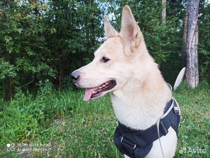 Выгул собак