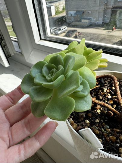 Аэонимум lilu pad