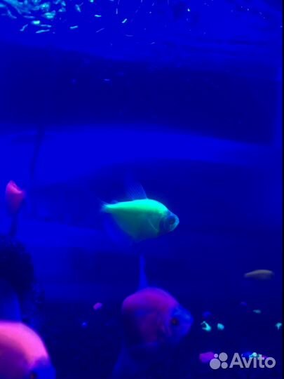 Аквариумные рыбки