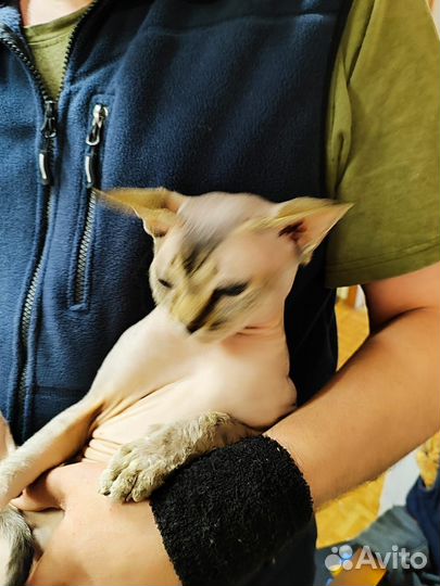 Канадский сфинкс