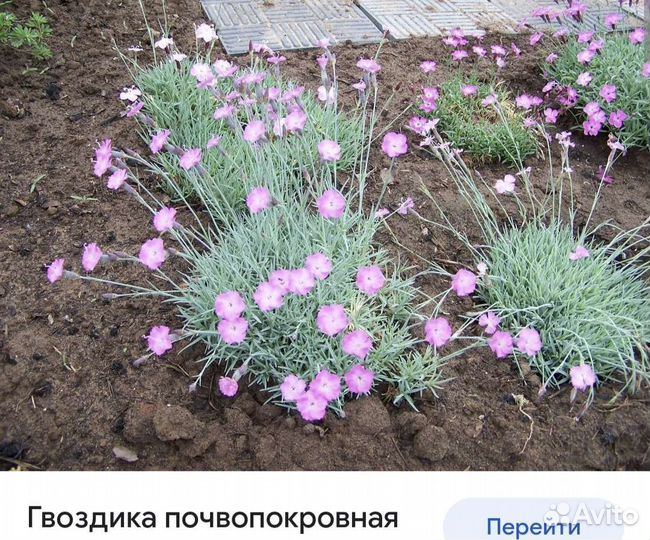 Многолетники садовые