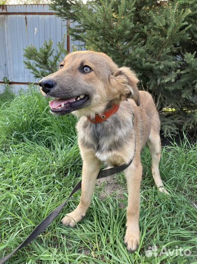 Щенок Райя в добрые руки