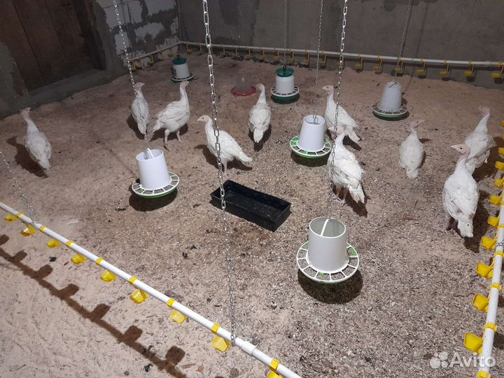 Индюки биг 6