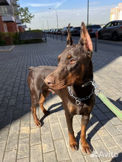 Перевод на мясной натуральный рацион собака/кот