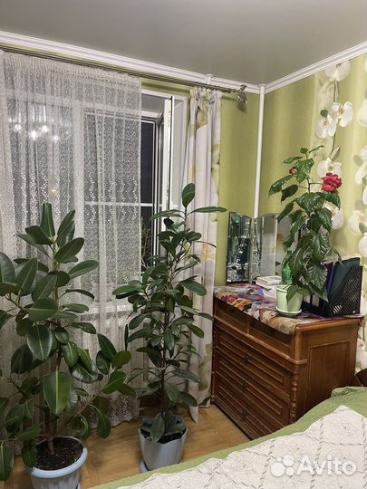 Комнатные цветы