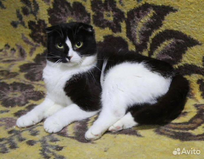 Кошечка в добрые руки