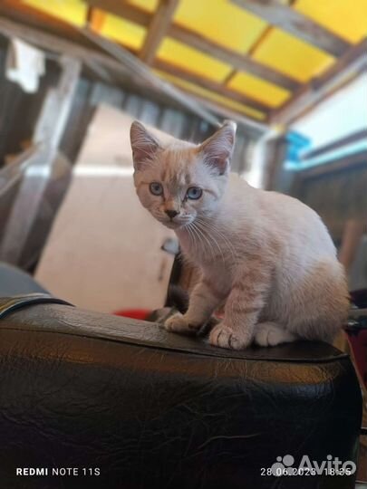 Отдам котят