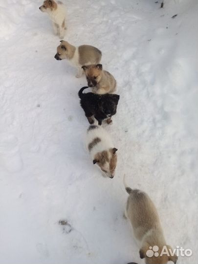 Щенки в хорошие руки