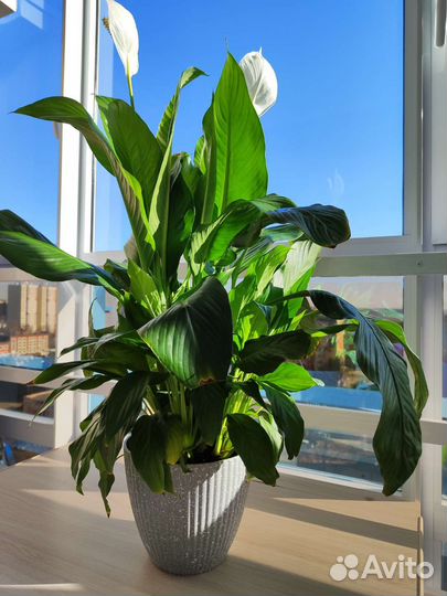 Спатифиллум Свит Лауретта