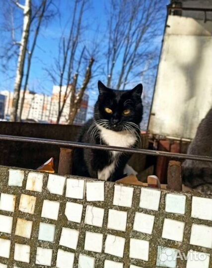 Коты в добрые руки