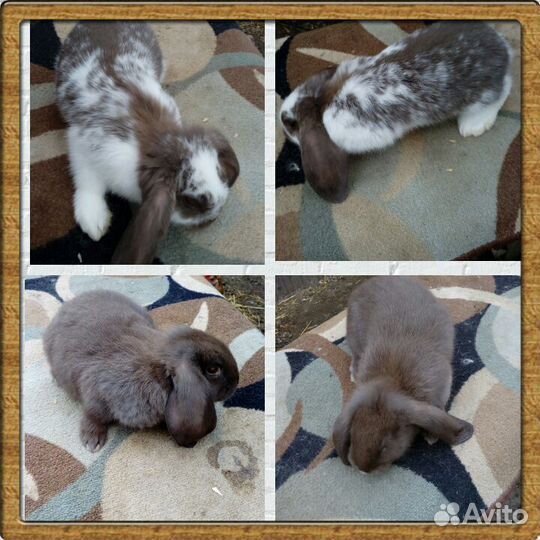 Породистые кролики