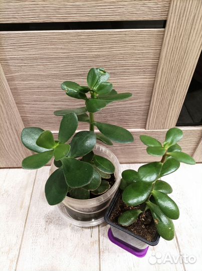 Цветы комнатные