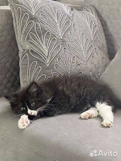 Пушистый котенок (маркиз) Дюша