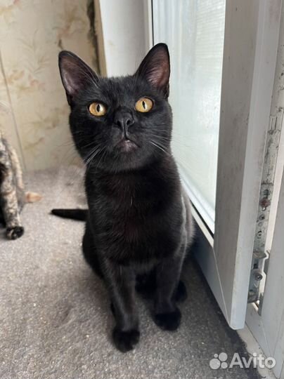 Котик в добрые ручки