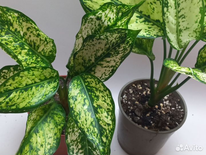 Аглаонема white киви