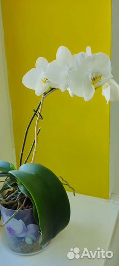 Орхидея