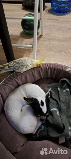 Попугай корелла птенец выкормыш ручной