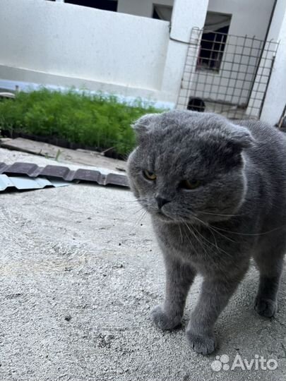 Шотландская вислоухая кот