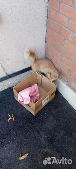 Котик мальчик рыжий